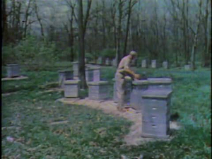 The MacNeil/Lehrer Report; Killer Bees