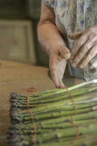 Hibbard Farm: close-up of a woman's hands with bunched asparagus