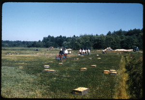 Cranberry harvest with workers using mechanical pickers (Western pickers) and crates arrayed on the bog, Duxbury Cranberry Company