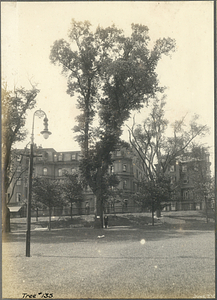 Tree Number One Hundred Thirty-Five in the Boston Common