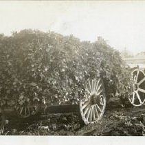 Crosby farm wagon + Fordson tractor, loaded with celery