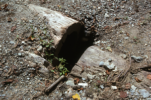 Hollow wooden log culvert pipe on the farm road on the Krom Estate, Pownal, VT.