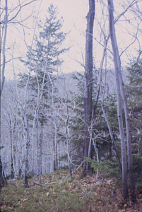 Red spruce (Picea rubens), red maple (Acer rubrum) and beech (Fagus grandifolia) at high elevation in Middle Branch Birch Brook.