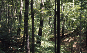 Ravine to the east of the International Biological Programme (IBP) Plot - U.S. Forest Service Farm Forestry Unit A South.
