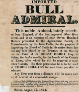 Imported Bull Admiral