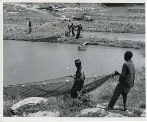 Men harvest fully-growth carp from a fish pond near Roma. Fish, together with eggs and vegetables, are providing a valuable supply of much needed protein in Lesotho