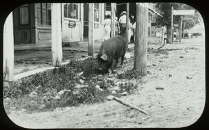 Village street down south (pig along the curb in street)
