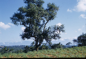 Mango tree among crops