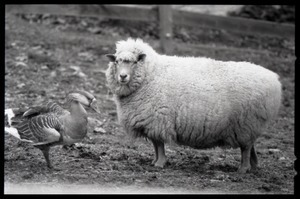 Sheep and goose standing together in a pasture during a spell of mild weather