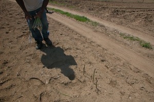 Hibbard Farm: harvesting asparagus