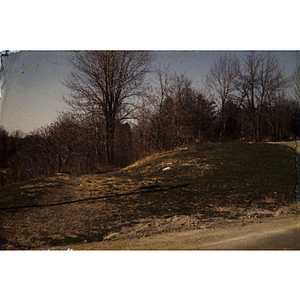 Small hill leading into a forest