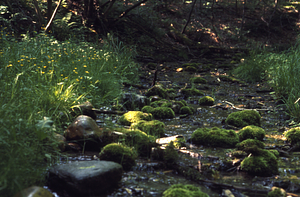Low-flow conditions in the North Branch Birch Brook in Moon Lot - Primmer Farm.