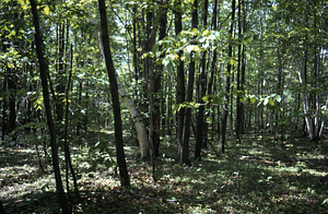 Eastern boundary and fence line of Moon Lot - Primmer Farm, looking south.