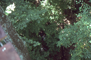 Canopy walkway 14. People on ground at entry ladder at east end tower hold conversation, view from above.