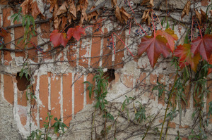 Ivy on the Cow Barn with eroded stucco exposing underlying brick