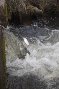 Alewife in mid-air, leaping up a waterfall during the herring run at the Stony Brook Grist Mill and Museum