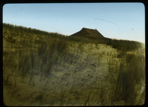 Grass growing on a sand hill, farm building in background