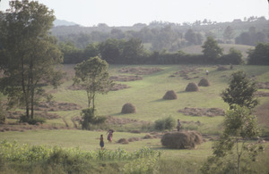Villagers hay in fields