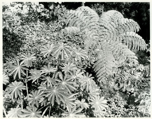 Tree fern from skywalk bridge