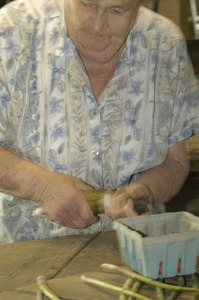 Hibbard Farm: close-up of a woman's hands while bunching asparagus