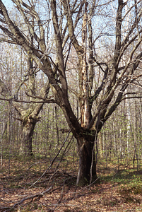 Open-grown red maple (Acer rubrum) in Hopkins Pasture on the south side of the Carriage Road Trail.