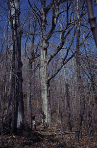 Richard Geier '75 and Peter B. McChesney '75 in front of large sugar maple (Acer saccharum) in eastern edge of the Beinecke Stand.
