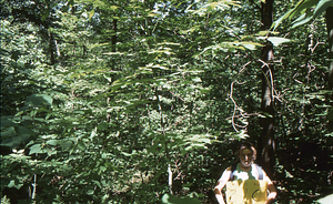 Birch Strips - White Birch Regeneration Study - White Birch Study Area. Strip Treatment Plot 2C. Landscape orientation.