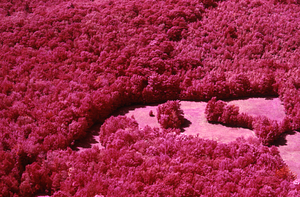 Aerial false color IR image of north border of HMF at Shoen's western field. False Color Infrared/True Color Project.