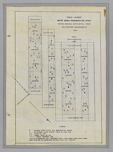 White Birch Regeneration Study field layout