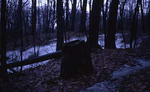 Chestnut stump in red oak stand