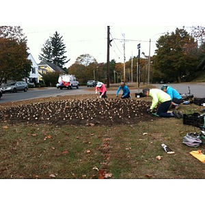 Women finish planting bed of daffodils