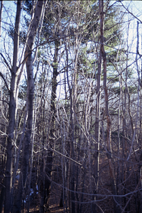 "Hopkins Pines" on Ford Glen Brook.