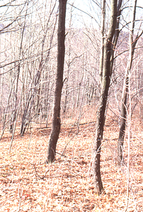 Looking west across abandoned potato field near entrance to the Moon Lot - Primmer Farm.