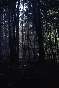 Ford Glen Eastern hemlock grove south of Ford Glen Brook.