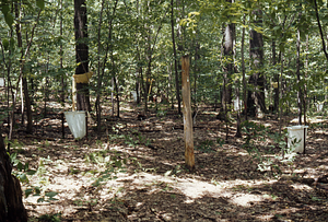 Leaf litter collectors in International Biological Programme (IBP) Plot - U.S. Forest Service Farm Forestry Unit A South. Stemflow collar in middle distance.