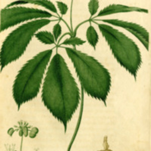 American medical botany