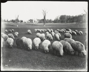 Essex sheep. Franklin Park