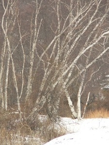 Birch trees in a winter landscape