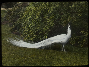 N.Y. Zool. Garden (white peacock)