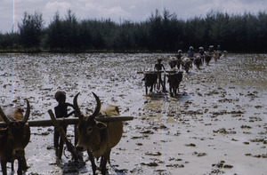 Plowing in paddy fields near Chennai