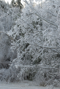 Trees with thick cover of ice