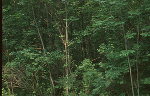 Wilson Greatbatch genetic plantation regeneration project image 2. Pre-clearing near GP-8-50.