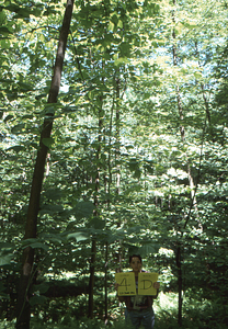 Birch Strips - White Birch Regeneration Study - White Birch Study Area. Strip Treatment Plot 4D. Portrait orientation.