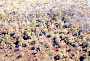 Aerial oblique closer view of saddle-prominent defoliation on Taconic Crest south of Jim Smith Hill on 14 October 1971.