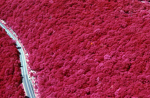 Aerial false color IR image of east side of Taconic Crest south of permanent plot 1204. False Color Infrared/True Color Project.