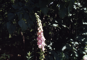 Foxglove escapee from the original Buxton Garden.