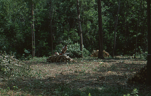 Wilson Greatbatch genetic plantation regeneration project image 8. Donald Campbell, Class of 1984, stacking cut wood.