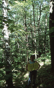 Birch Strips - White Birch Regeneration Study - White Birch Study Area. Strip Treatment Plot 1.5D. Portrait orientation.