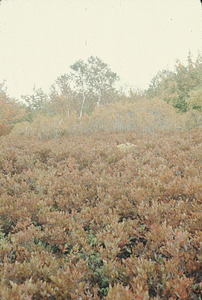Taconic heath bald off Route 2 near Plot 1205.