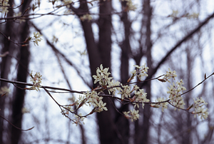Shadbush (Amelanchier canadensis) flowers in Hopkins pasture.